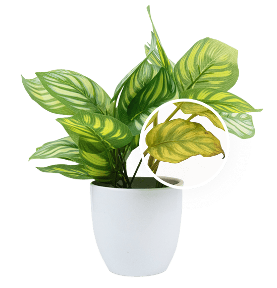 Plant health diagnosis illustration