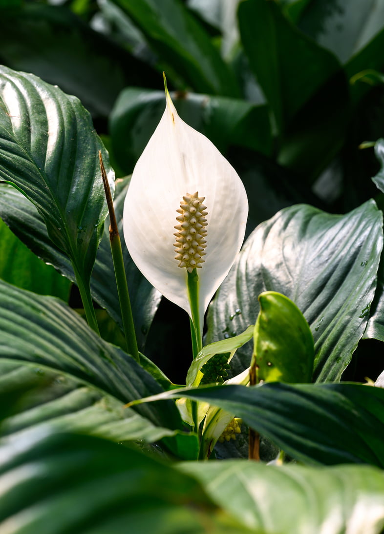 Peace lily photographed for identification
